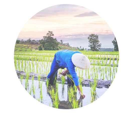 A farmer working the crop